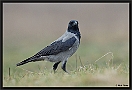 Bonte Kraai, Hooded Crow, Corvus cornix Location: Hungary bonte kraai D2 7925 kopie